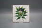 Sada obkladů Forli Blanco 15x15cm 6dílná Herbs č.5