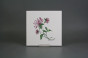 Sada obkladů 20x20cm 6dílná Herbs WM č.2